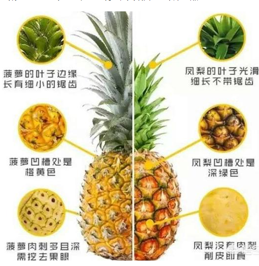 菠萝和凤梨有什么区别 一张图告诉你,菠萝跟凤梨的区别图片
