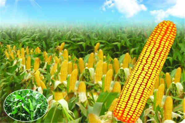 孕妇可以吃什么玉米(孕妇可以吃什么玉米) 孕妇可以吃什么玉米(孕妇可以吃什么玉米)
