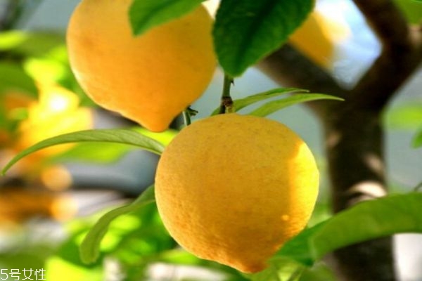 柠檬的价格是怎么样的呢(柠檬价格多少钱一斤)