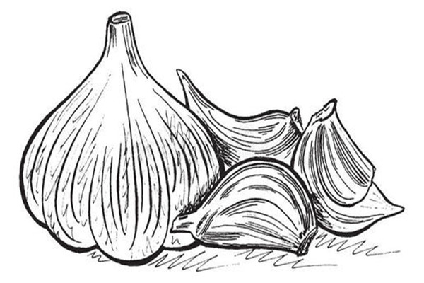 吃大蒜的坏处(吃大蒜的坏处有哪些?) 吃大蒜的坏处(吃大蒜的坏处有哪些?)