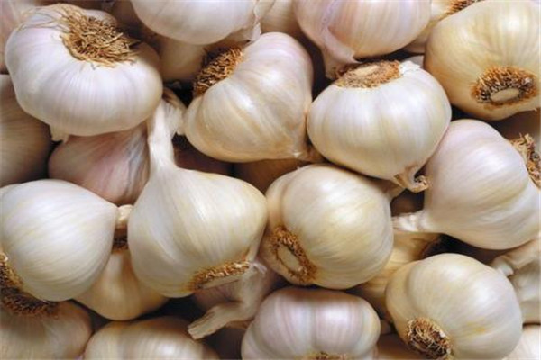 大蒜的根能不能吃(大蒜的根能不能吃)