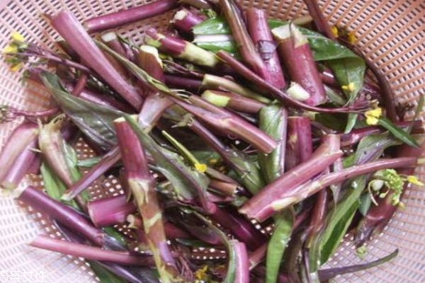 什么人群不适合吃红菜苔(红菜苔禁忌人群)