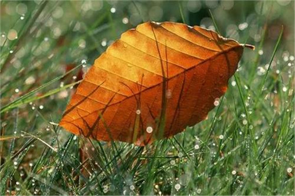 立秋以温燥为主(温燥多见于深秋近冬之季)