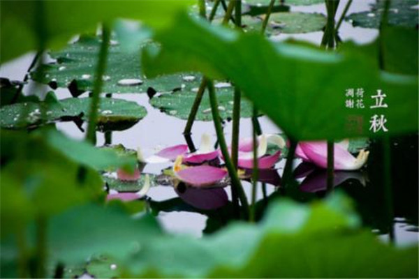 立秋不能吃西瓜说法不明确(立秋后的西瓜为什么不能吃)