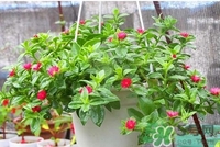 穿心莲的功效和作用的功能和主治,穿心莲的功效和作用及副作用