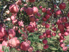 新疆野苹果能吃吗,野苹果能吃吗