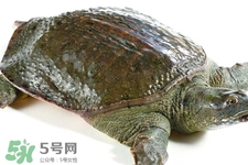 乙肝患者为什么不能吃甲鱼,乙肝患者能吃甲鱼吗 乙肝患者为什么不能吃甲鱼,乙肝患者能吃甲鱼吗