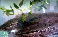 红烧黑鱼的做法和步骤,红烧鱼怎么做