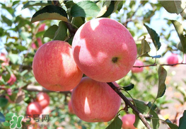 脆苹果和面苹果哪个营养高,面苹果和脆苹果哪个有营养