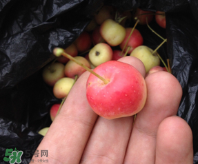野苹果的功效和作用,野苹果图片功效