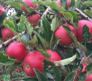 苹果酒的特点,苹果酒的好处