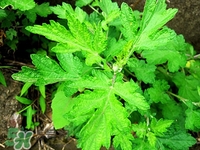 艾蒿能吃吗有啥药效,艾蒿能吃吗有病的人能吃吗 艾蒿能吃吗有啥药效,艾蒿能吃吗有病的人能吃吗