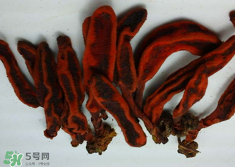 回春草的功效和作用图片,回春草的功效和作用及食用方法