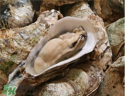 生蚝的功效和作用及营养价值,生蚝的功效和作用 生蚝的功效和作用及营养价值,生蚝的功效和作用