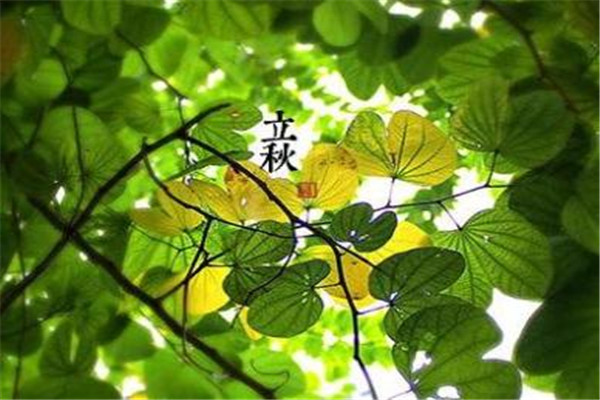 立秋吃清凉糕(立秋吃清凉糕)