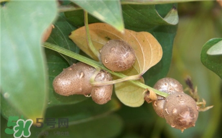 山药豆是山药吗?,什么是山药豆