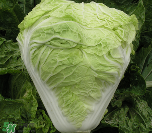 白菜叶子上有黑点能吃吗,白菜叶边上有黑点能吃吗