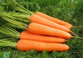 胡萝卜的营养价值和食用功效,胡萝卜的营养价值及功效