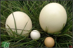 吃鸵鸟蛋违法吗,吃鸵鸟蛋的禁忌 吃鸵鸟蛋违法吗,吃鸵鸟蛋的禁忌