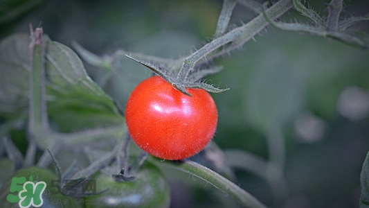 西红柿颜色不均匀是怎么回事,西红柿转色不均怎么办 西红柿颜色不均匀是怎么回事,西红柿转色不均怎么办