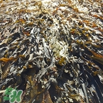 吃海带应该注意哪些事项,买海带怎么选 吃海带应该注意哪些事项,买海带怎么选