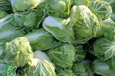 今年白菜价格预测,预测明年春季大白菜价格