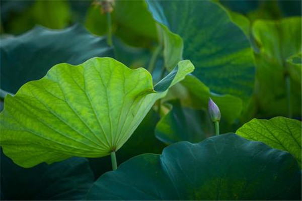 调节心情谨防秋燥(如何防秋燥)