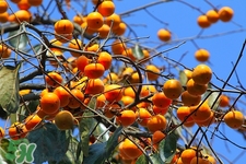 柿子和什么一起吃好消化,柿子和什么一起吃好吃