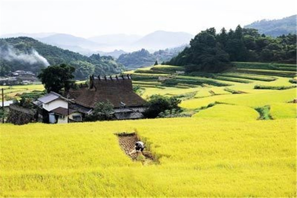 立秋多吃山药(立冬后多吃山药)