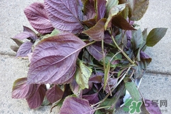 孕妇吃苏子叶的好处,孕妇吃苏子叶好不好 孕妇吃苏子叶的好处,孕妇吃苏子叶好不好