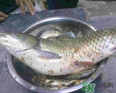 清炖草鱼豆腐汤的做法,草鱼豆腐汤的做法大全