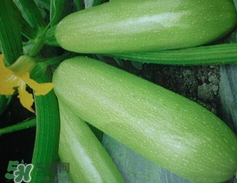 苦瓜作用和功效,扶手菜瓜的功效和作用