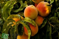 吃桃子的好处和功效,吃桃子的好处和坏处