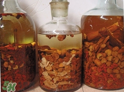 党参泡酒的功效和作用禁忌,人参泡酒有什么功效和作用