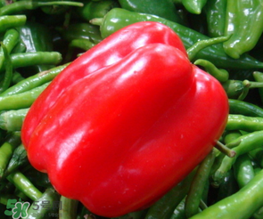 辣椒为什么会变红色,辣椒为什么会变红黄