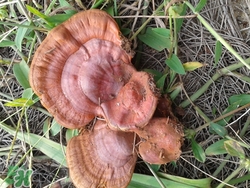 灵芝是什么味道是正品?,灵芝是什么味道的是苦吗