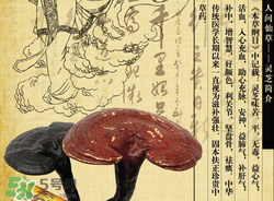 灵芝粉怎么服用效果好,灵芝打成粉后怎么服用好?