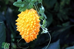 金铃子的皮能吃吗,金铃子怎么吃