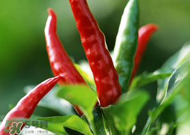 新鲜辣椒怎么保存时间长一点,新鲜辣椒怎样保存时间长 新鲜辣椒怎么保存时间长一点,新鲜辣椒怎样保存时间长