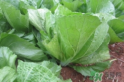 长年菜怎么做好吃,干长寿菜怎么做好吃