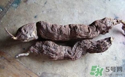 何首乌的作用和功效,何首乌的作用和功能主治