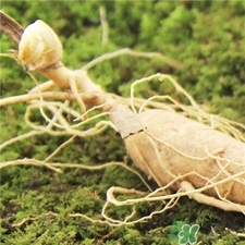 林下参的功效和作用及食用方法,林下参的功效和作用适合哪些人 林下参的功效和作用及食用方法,林下参的功效和作用适合哪些人