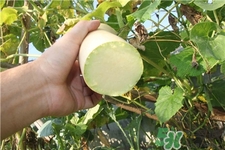 砍瓜的功效和作用禁忌,砍瓜的功效和作用 砍瓜的功效和作用禁忌,砍瓜的功效和作用