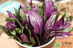 红背菜的功效和作用图片,红背菜的功效和作用及食用方法