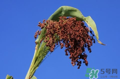 高粱米的食用禁忌,吃高粱米的禁忌