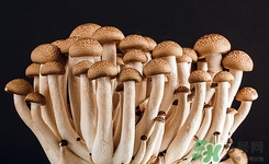 荔枝菌的功效和作用禁忌,荔枝菌的功效和作用及营养价值