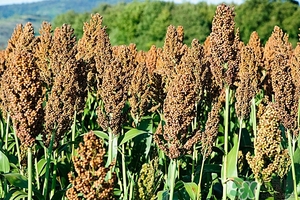 高粱米的功效和作用及禁忌,高粱米的功效和作用减肥能吃吗