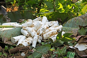 木薯的功效和作用及营养价值,木薯的功效和作用、禁忌和食用方法