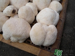 猴头菇的食用方法有哪些,猴头菇的食用方法和禁忌