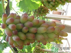 马奶葡萄有籽吗,马奶子葡萄干的籽能吃吗